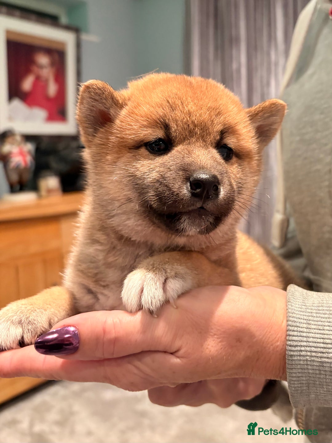 Japanese Shiba Inu dogs for sale: Health Tested Japanese Shiba Inu Puppies  - Advert 8