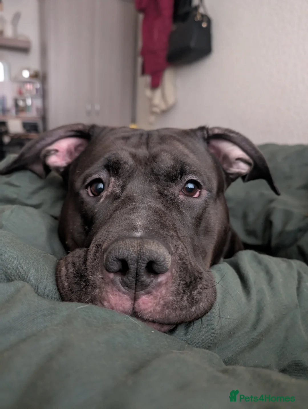 Mixed Breed dogs for sale: Gentle Giant Seeking Calm Home (3yrs, 50kg) - Advert 5