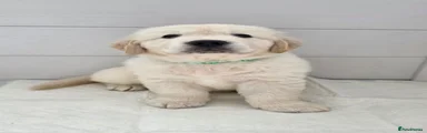 Golden Retriever Puppy 2