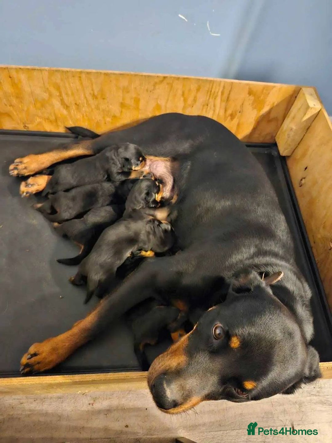 Rottweiler dogs for sale: Beautiful Rottweiler Pups Ready for New Homes - Advert 6