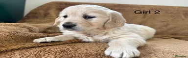 Golden Retriever Puppy 4