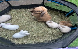Mini Lop rabbits for sale: 6 pure baby mini lops  - Image 1