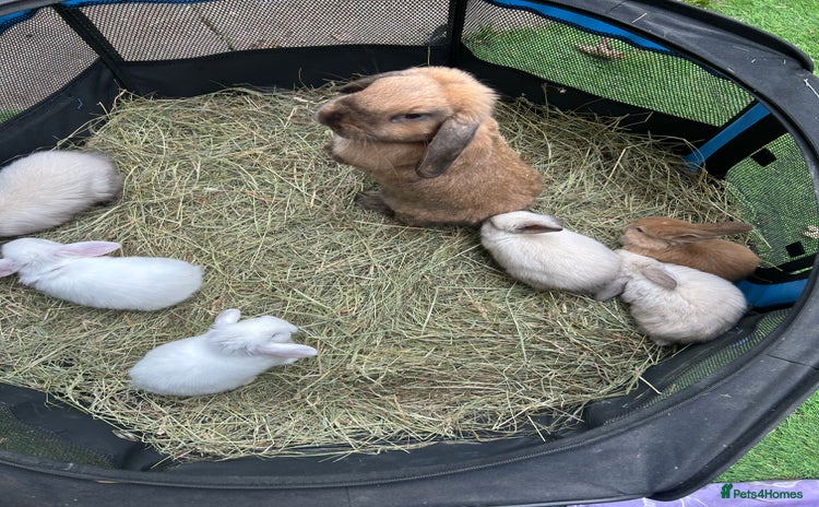 Mini Lop rabbits - Advert 1