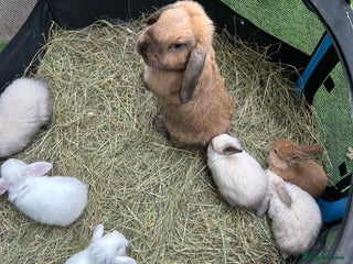 Mini Lop rabbits - Advert 16
