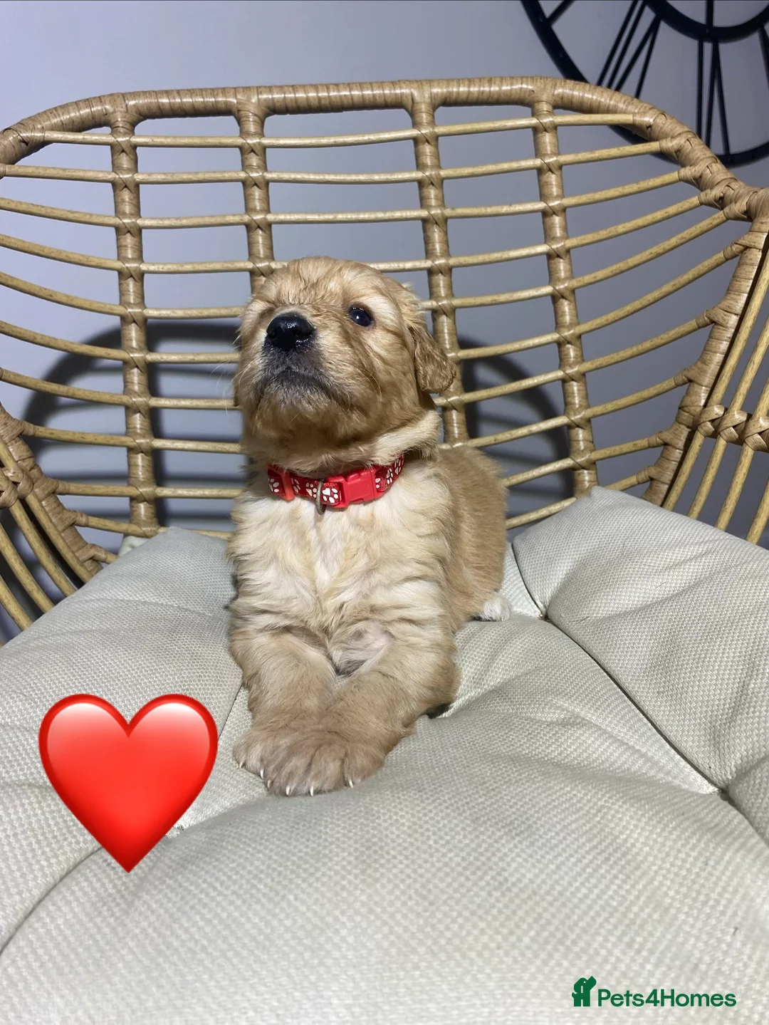 Goldendoodle dogs for sale: F1 Goldendoodles 🖤💛 - Advert 23