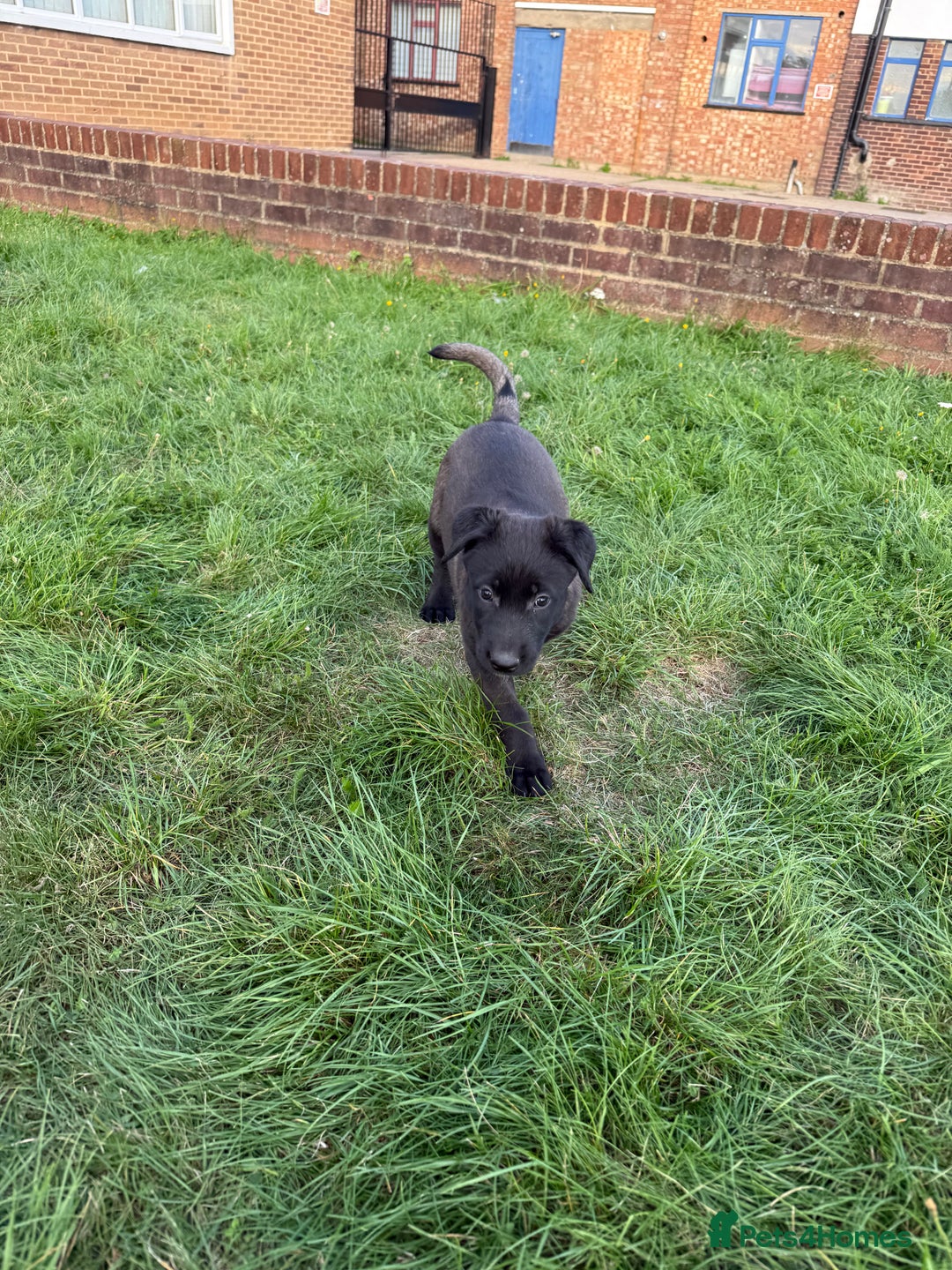Belgian Shepherd Dog dogs for sale: Belgian malinois - Image 11