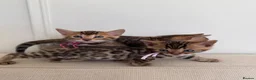 Bengal cats for sale: ✨ Pedigree Rosetted Bengal Kittens - Ready Soon✨ - Advert 12