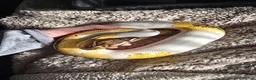 Python Snake reptiles for sale: Various Royal Pythons - Advert 4