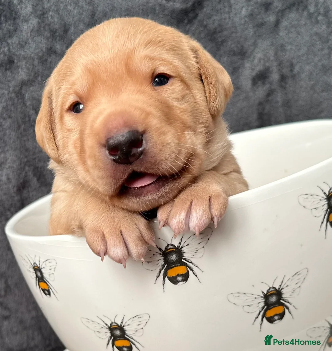 Labrador Retriever dogs for sale: Fox Red Pedigree Labrador Litter - Advert 4