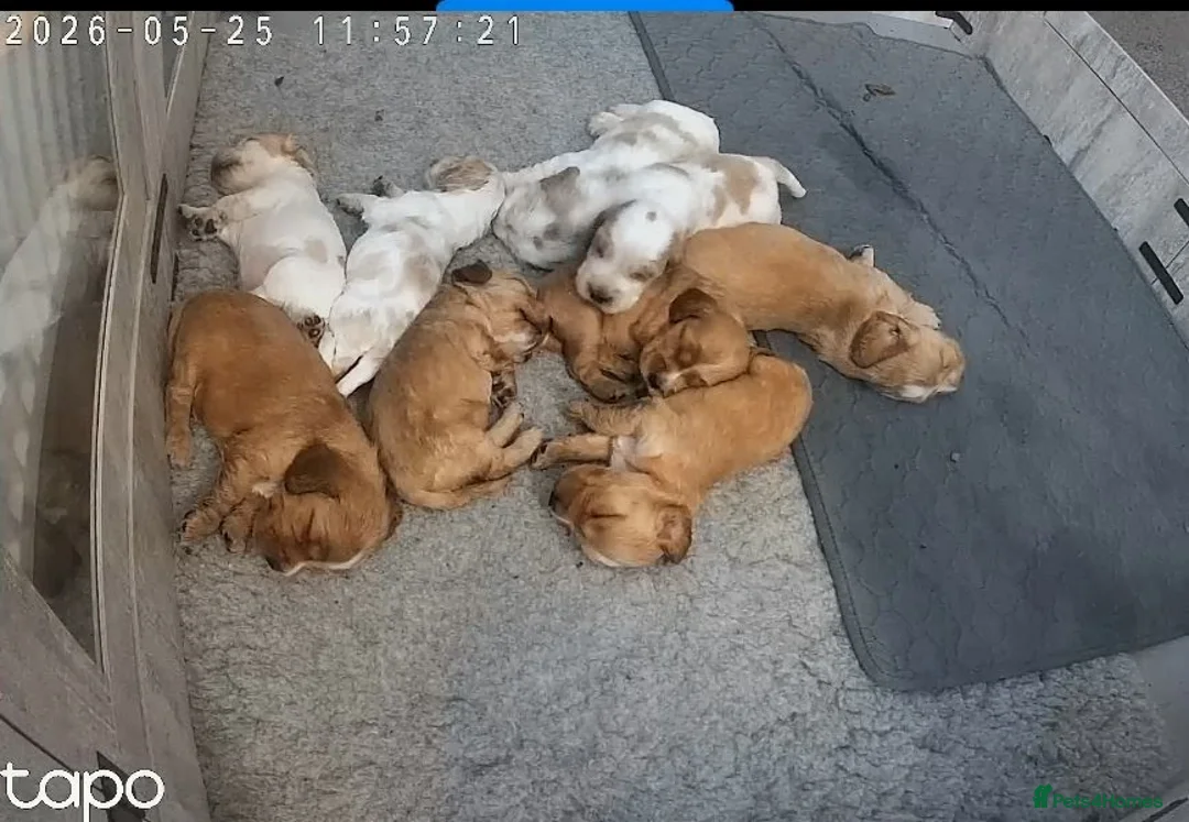 Cocker Spaniel dogs for sale: KC Show Cockers puppies available - Advert 1