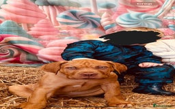 Dogue De Bordeaux dogs for sale: Dogue de Bordeaux Puppy - 3 months old - Image 2