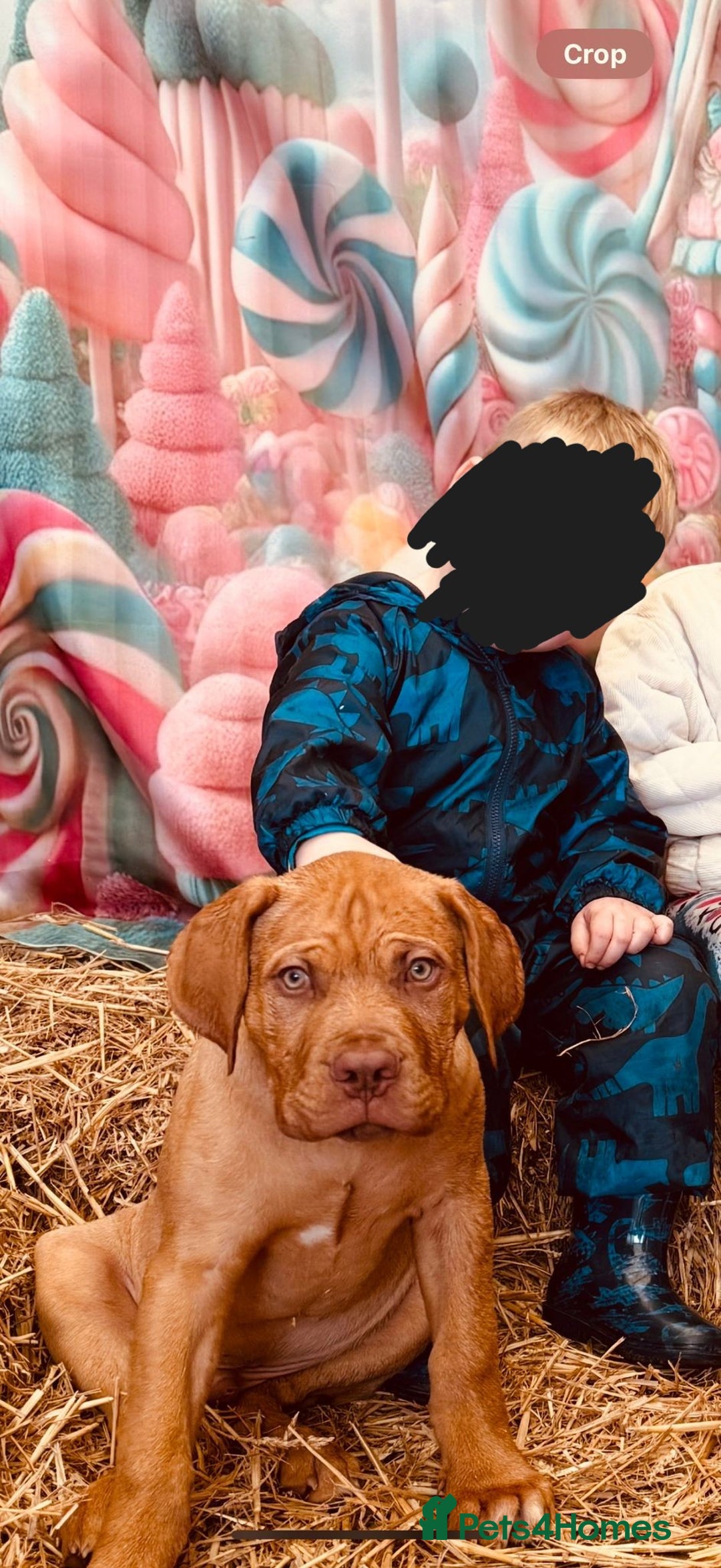 Dogue De Bordeaux dogs for sale: Dogue de Bordeaux Puppy - 3 months old - Image 2