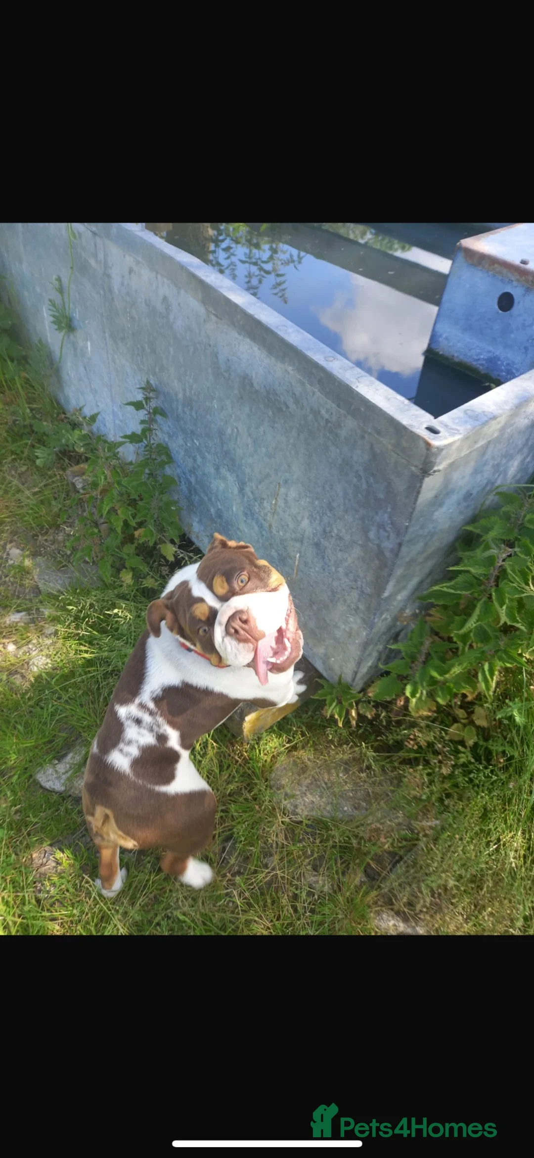 English Bulldog dogs for sale: English bulldog in Swindon - Advert 2