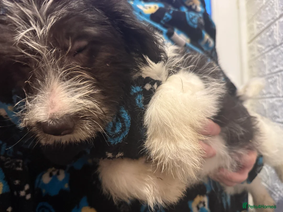 Mixed Breed dogs for sale: 6 Australian Shepherd X Springer x terrier puppies - Advert 12