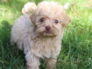 Maltipoo dogs Maltipoo Puppies - Advert 17