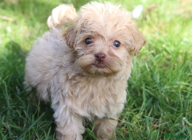 Maltipoo dogs - Advert 2