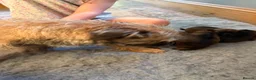 Border Terrier dogs for sale: * KC Registered Border Terrier Puppies *  - Advert 10