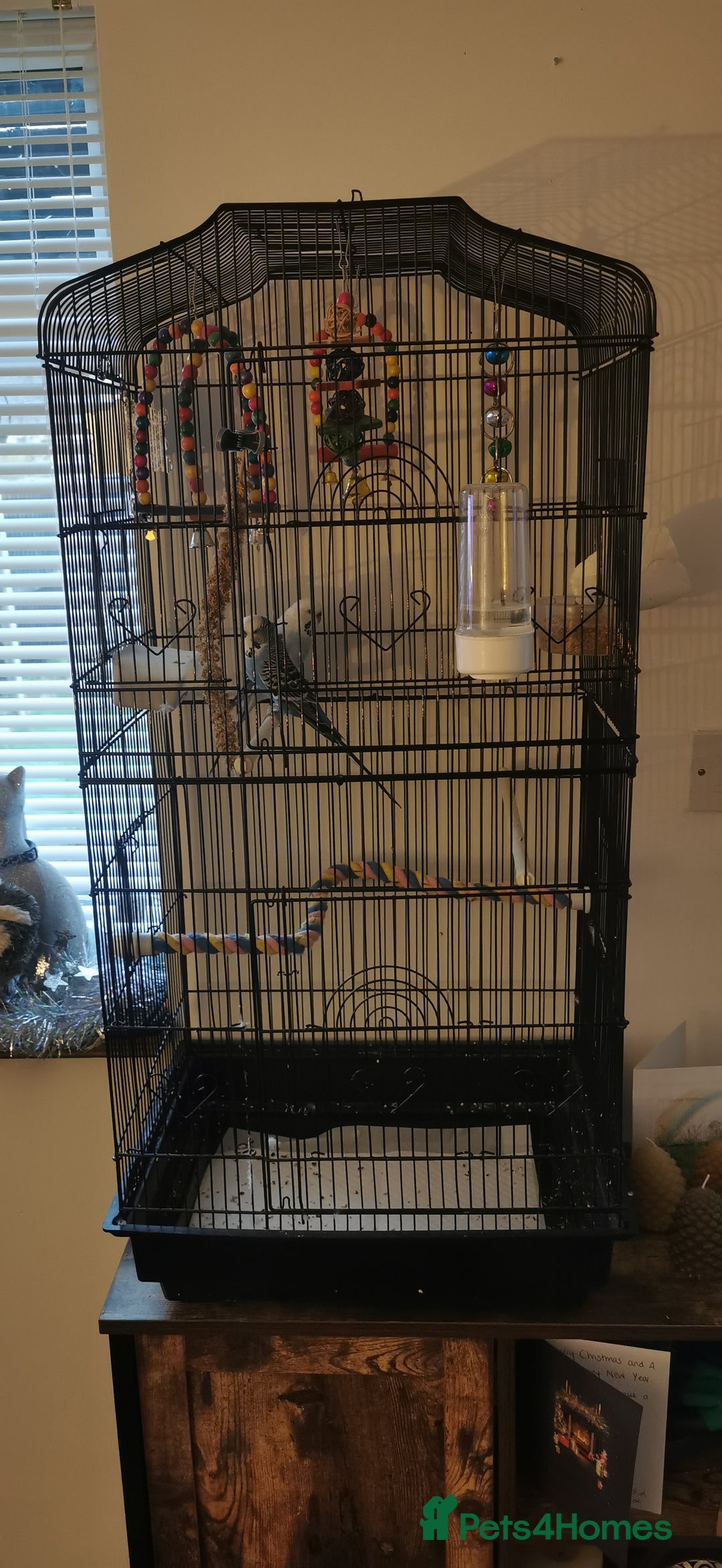 Budgerigars birds for sale: Budgies  - Advert 2