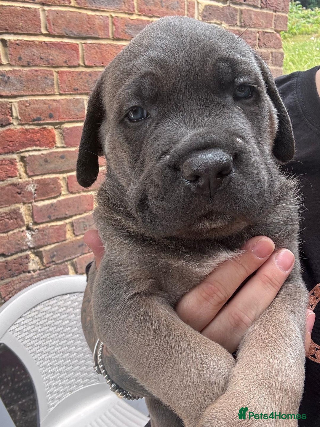 Cane Corso dogs for sale: Cane Corso puppies - Image 2