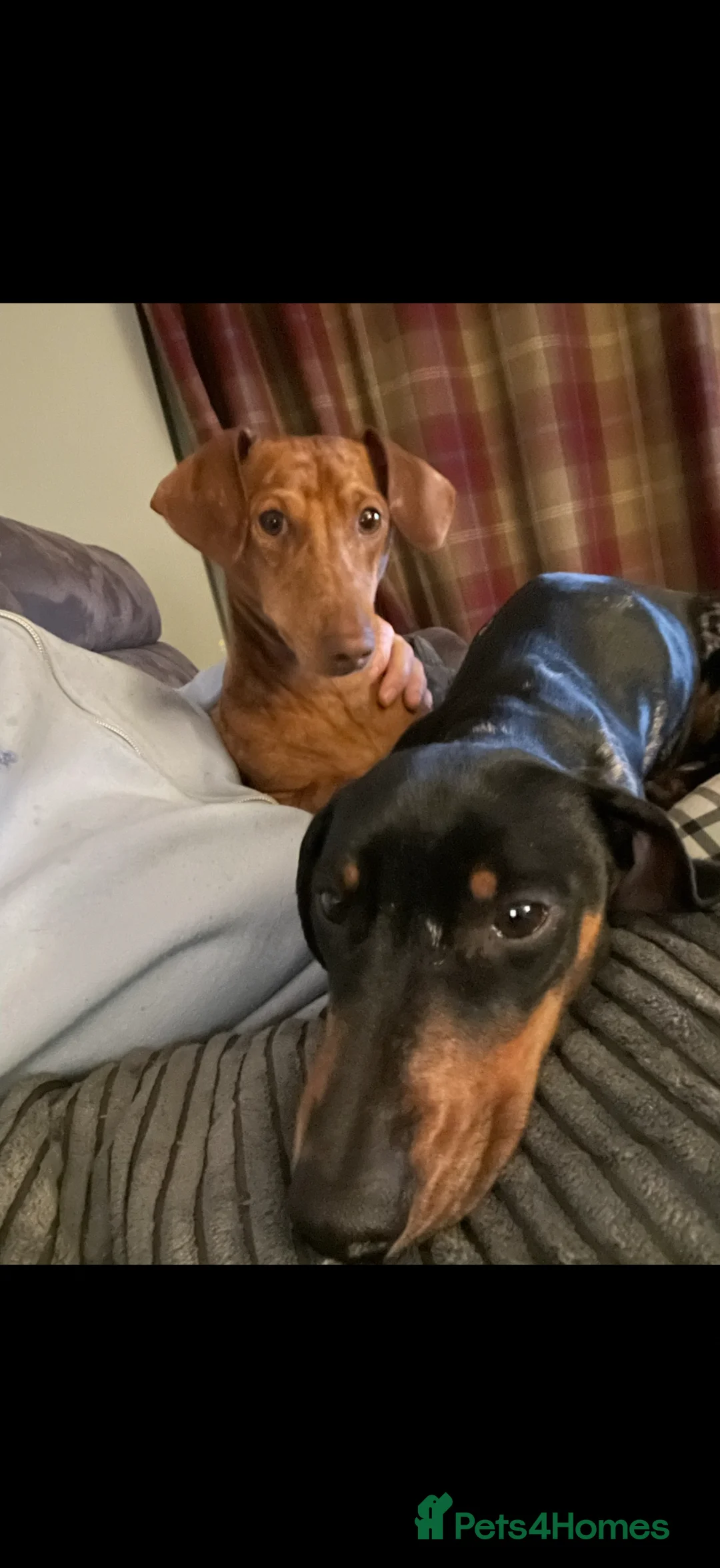 Miniature Dachshund dogs for sale: 2 male Miniature sausages - Advert 2