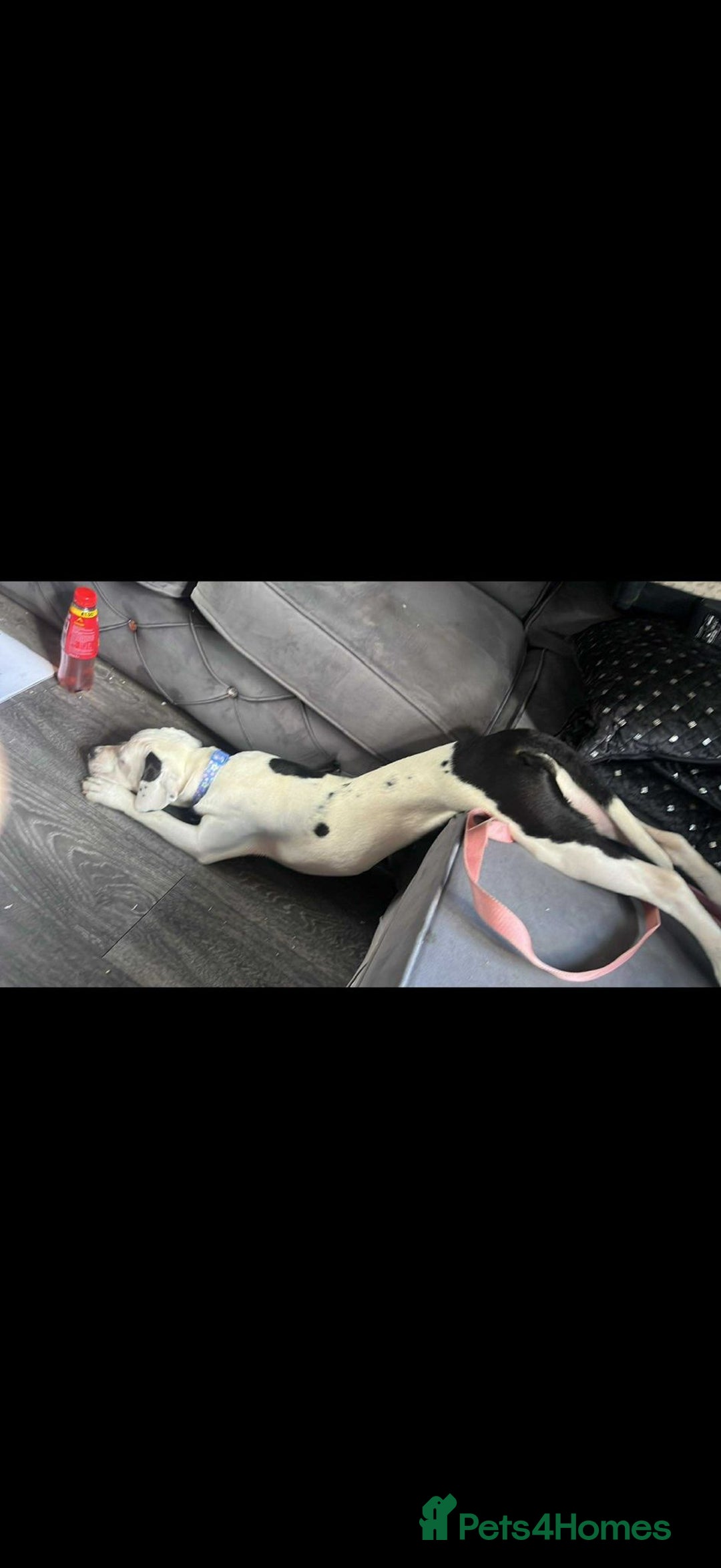 Mixed Breed dogs for sale: STAFFY/SPANIEL CROSS GIRL IN SCARBOROUGH 8 MONTHS  - Image 2