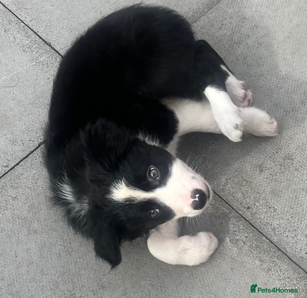 Border Collie dogs for sale: Beautiful girl non kc  - Image 11