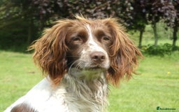 English Springer Spaniel dogs for sale: KC reg, Working Springer spaniel puppies - Image 5