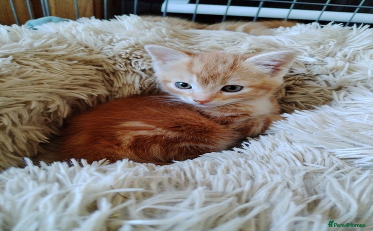 Mixed Breed cats - Advert 11