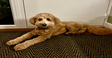 Mixed Breed dogs - Advert 14
