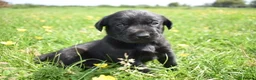 Labrador Retriever dogs for sale: Stunning Working Pedigree Labrador Puppies  - Advert 16
