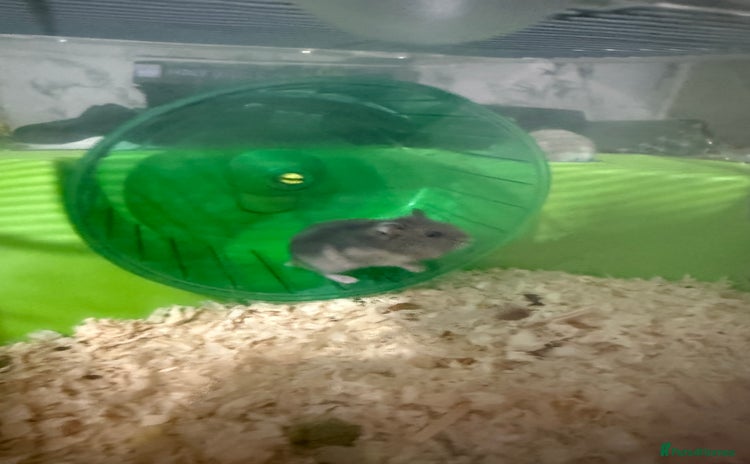 Hamster rodents - Advert 1