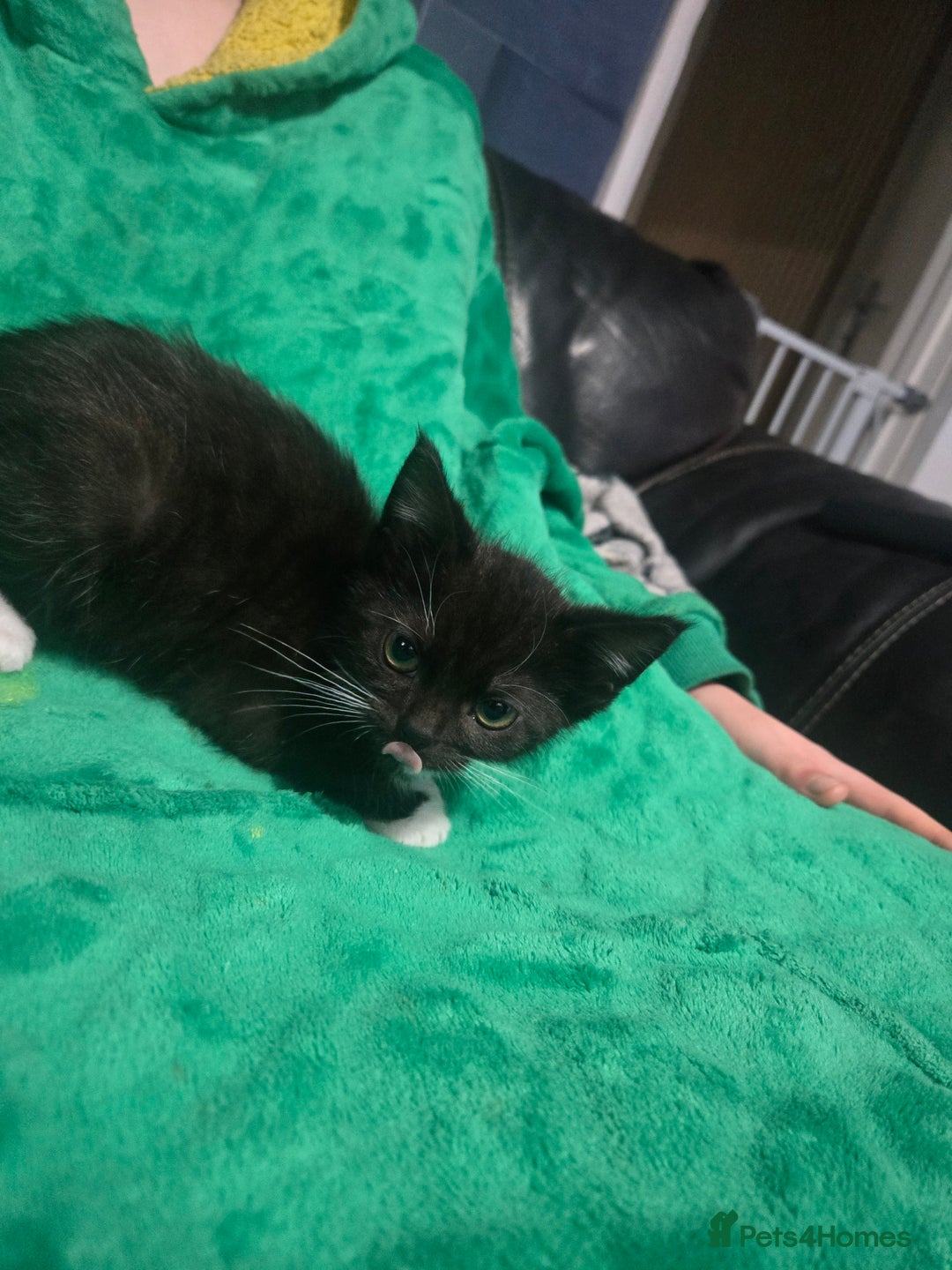 British Shorthair cats for sale: Black and white kitten - Advert 1