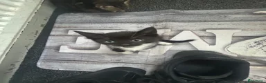 Mixed Breed Kitten 1