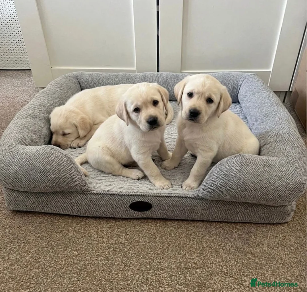 Labrador Retriever dogs for sale: Adorable Labrador Puppies - Advert 2