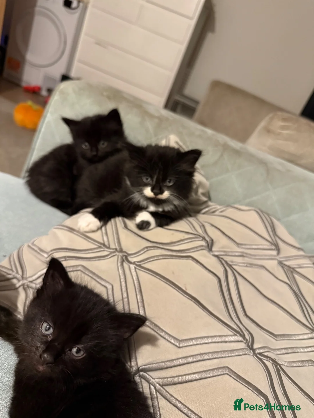 Mixed Breed cats for sale: 3 beautiful kittens for sale🩷 in Hassocks - Advert 11