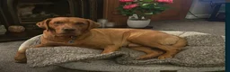 Labrador Retriever dogs for sale: Labrador Retriever  - Advert 12