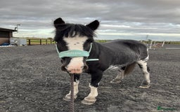 Irish Cob horses for sale: Fantastic first pony - Image 5