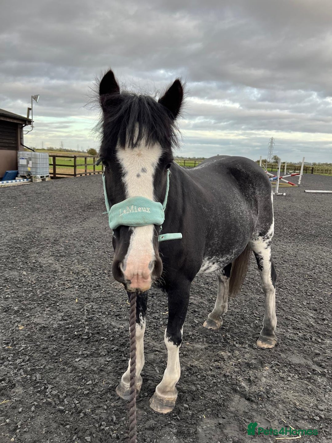 Irish Cob horses for sale: Fantastic first pony - Image 5