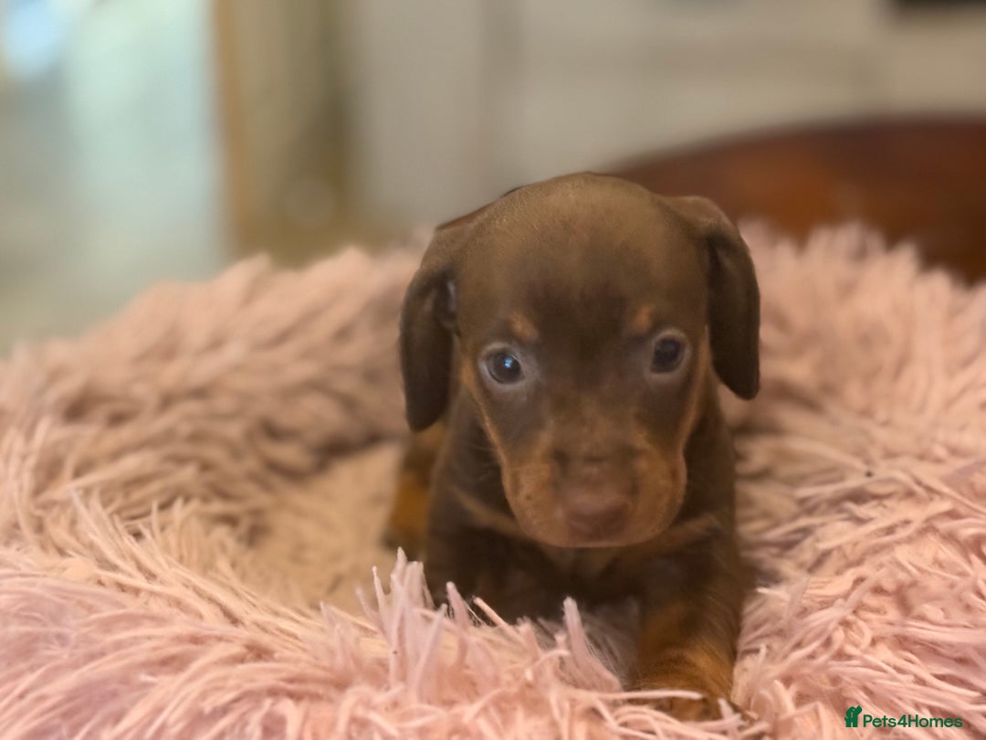 Miniature Dachshund dogs for sale: Adorable miniature dachshund  - Image 18