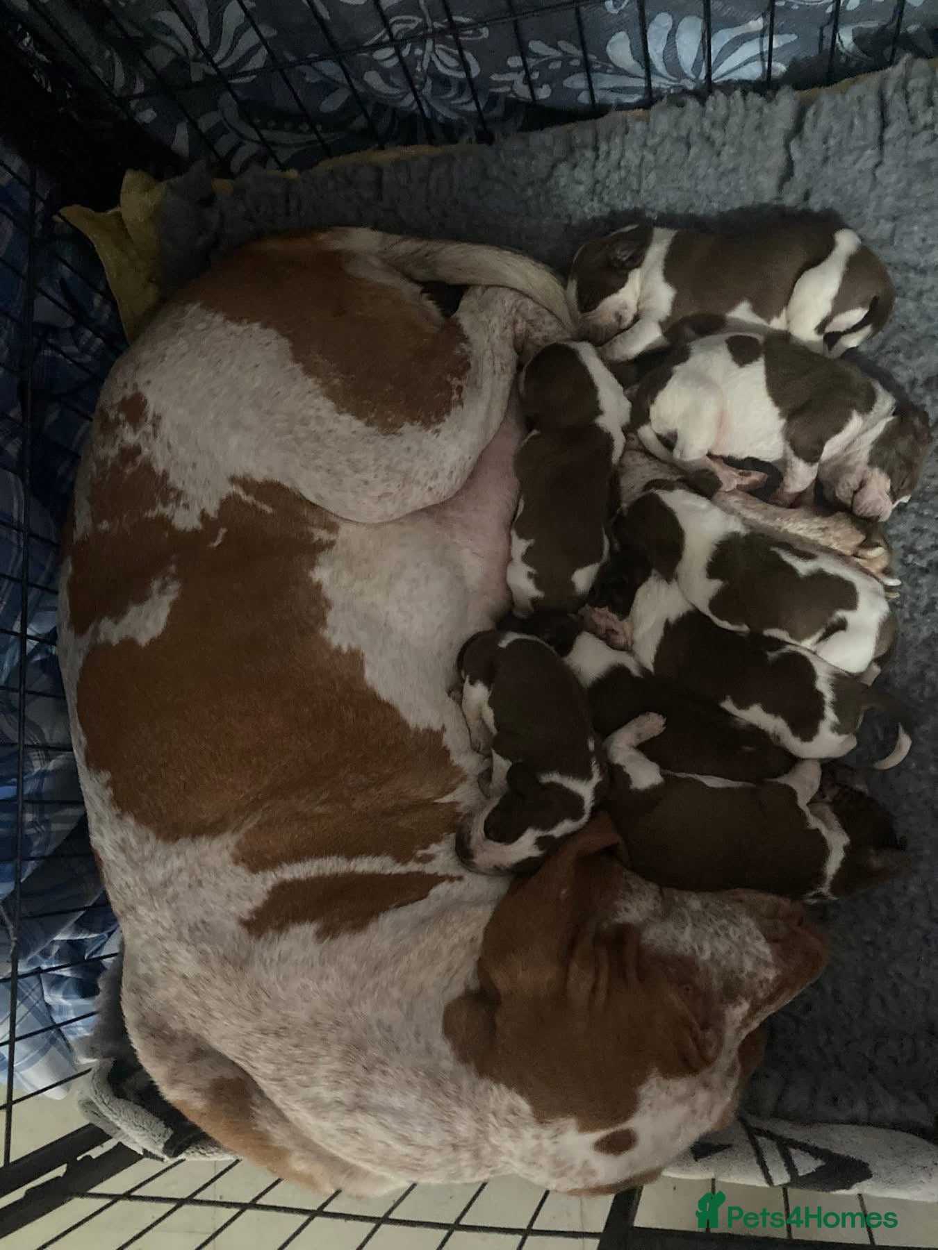 Bracco Italiano dogs Wonderful litter 4 boys 4 girls - Advert 15