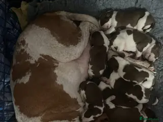 Bracco Italiano dogs Wonderful litter 4 boys 4 girls - Advert 8