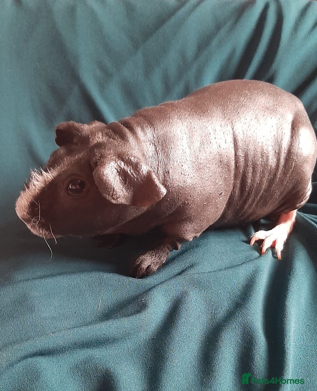 Guinea Pig rodents for sale: Skinny pig female available. - Image 3