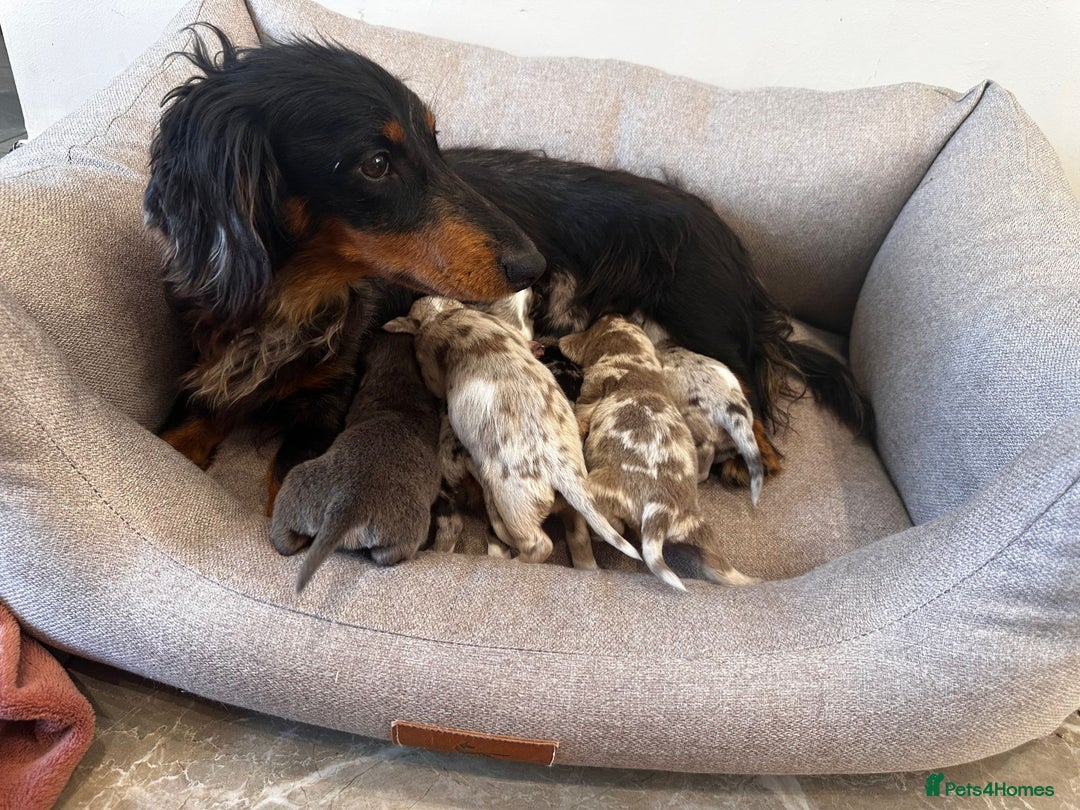 Miniature Dachshund dogs for sale: Adorable Miniature Dachshund Puppies  - Image 14