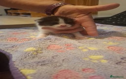 Mixed Breed cats for sale: 1 kitten left. READY NOW - Image 8