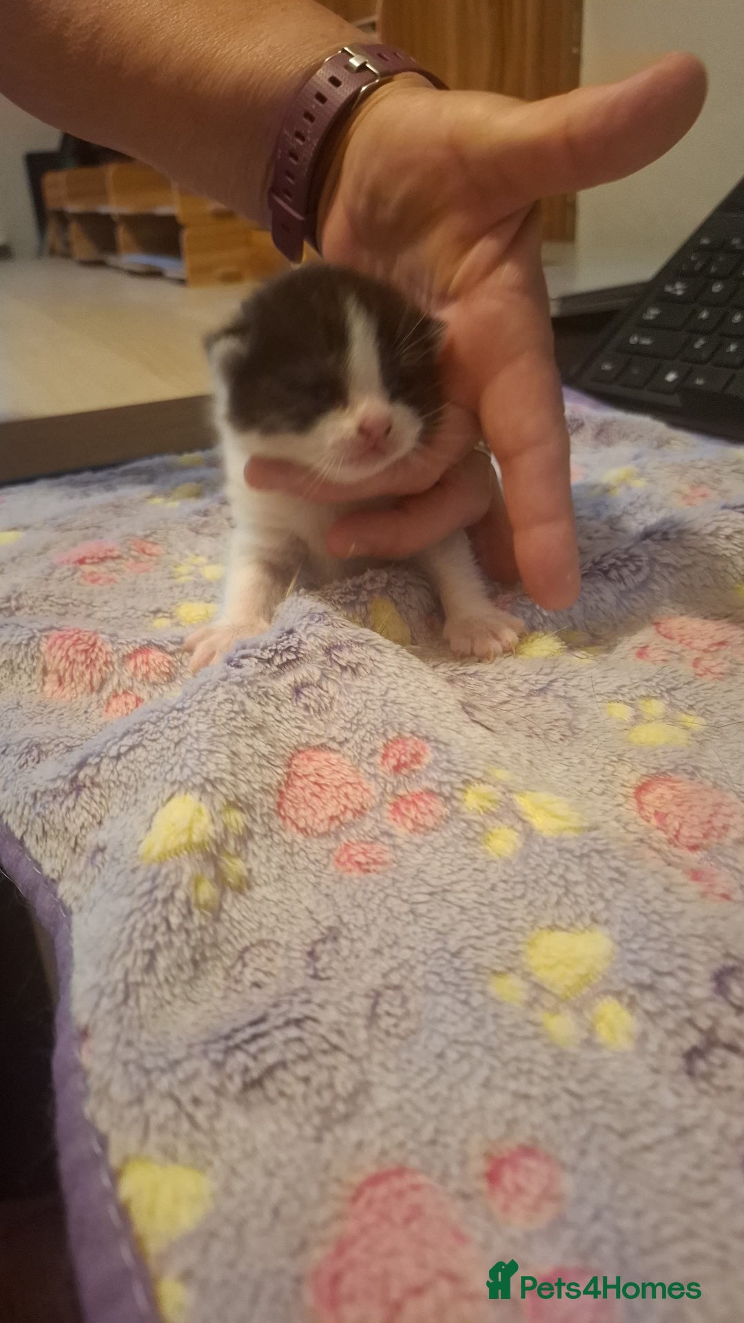 Mixed Breed cats for sale: 1 kitten left. READY NOW - Image 8