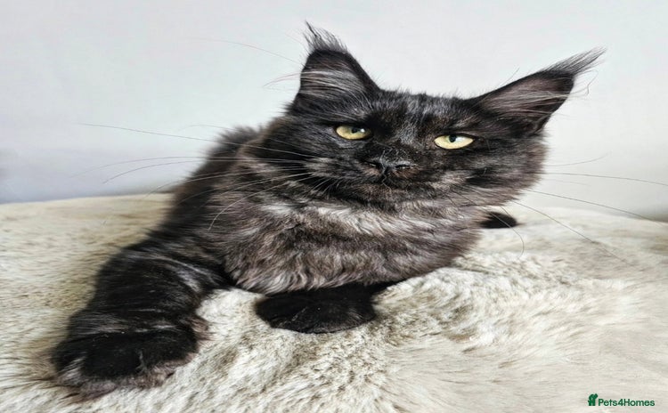 Maine Coon cats - Advert 9