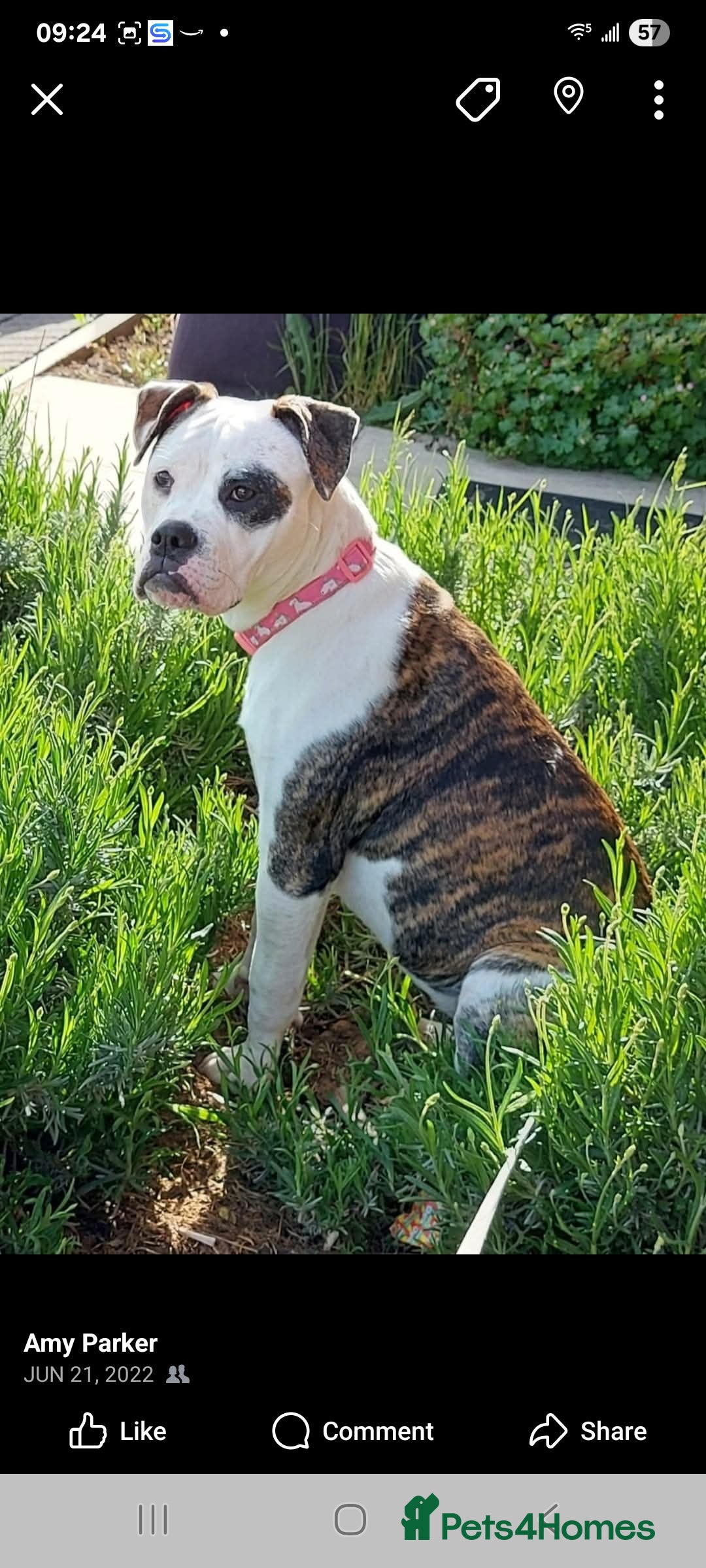 Old Tyme Bulldog dogs for sale: Old tyme bulldog  - Image 4