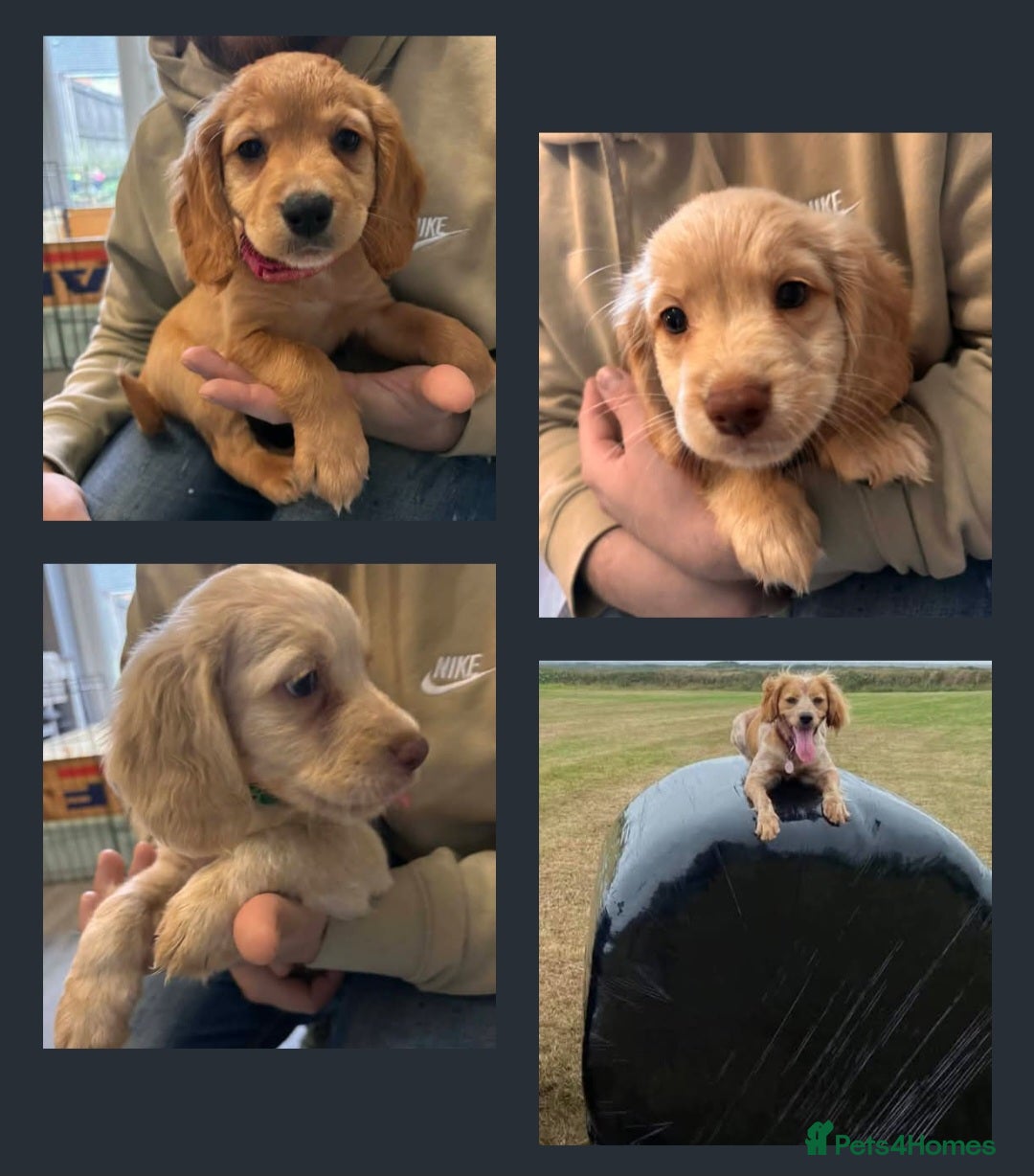 Mixed Breed dogs Cocker spaniel x Brittany puppies - Advert 21