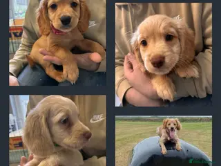 Mixed Breed dogs Cocker spaniel x Brittany puppies - Advert 21