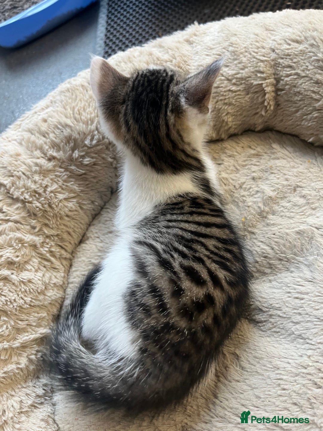 Mixed Breed cats for sale: 2 Adorable 8 week old kittens - Advert 6